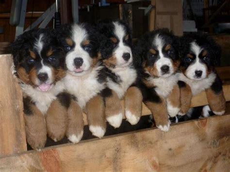 These Funny Animals Bernese Mountain Dog Mountain Dogs Dogs