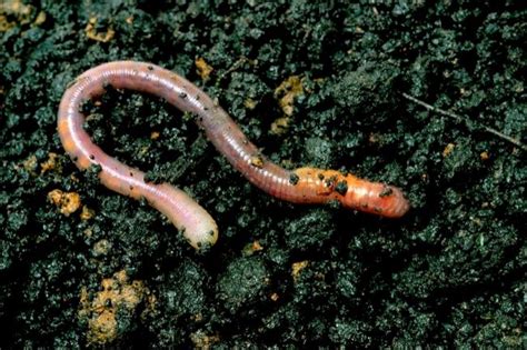 Heres How Earthworms Breathe Without Lungs