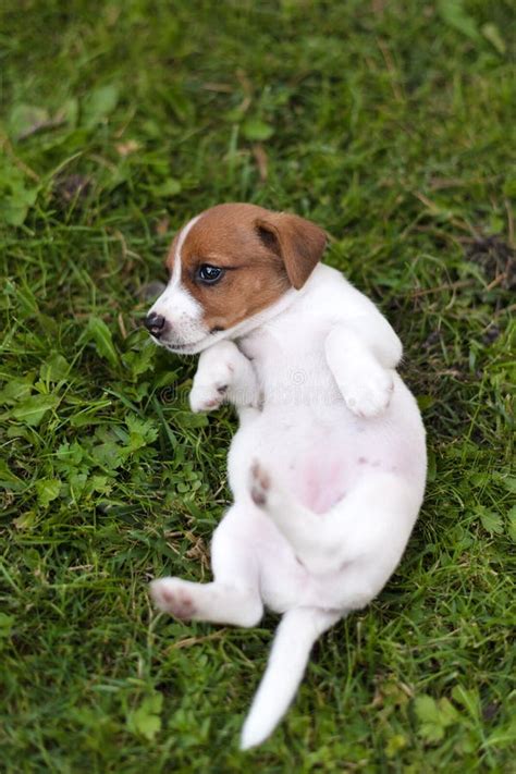 Jack Russell Dog On Grass Meadow Little Puppy In The Park Summer