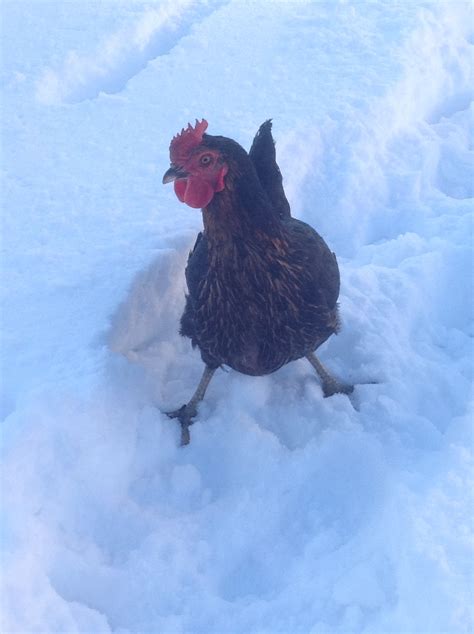 Can Chickens Walk In Snow At Sarah Mora Blog