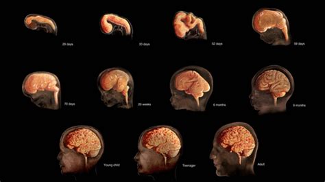 The Brain Before Birth Using Fmri To Explore The Secrets Of Fetal