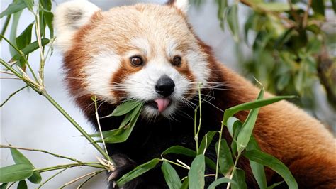 Red Panda Eating Bamboo Leaves Youtube