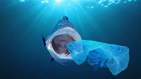 Biodegradable Plastics Will Not Solve Plastic Pollution