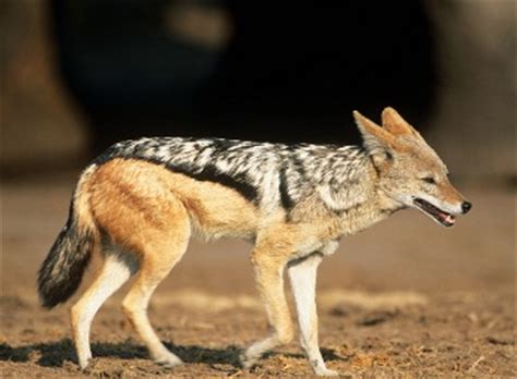 An Exhaustive List of African Animals With Some Stunning Photos