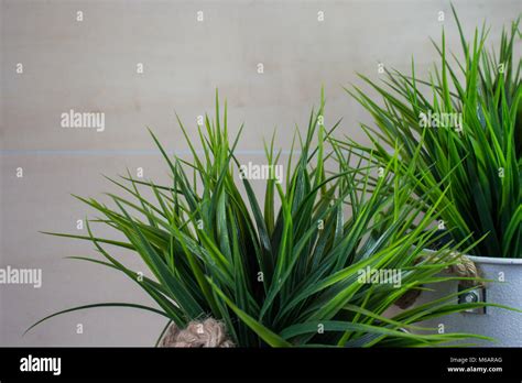 Long Blades Of Green Grass Isolated On Wood Background Stock Photo Alamy