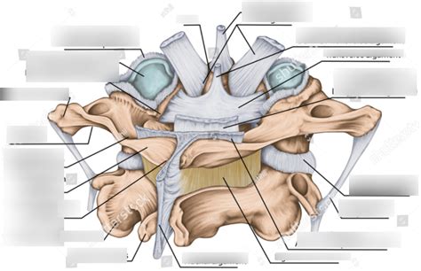 Spinous Ligaments Atlas And Axis Anatomy Diagram Quizlet