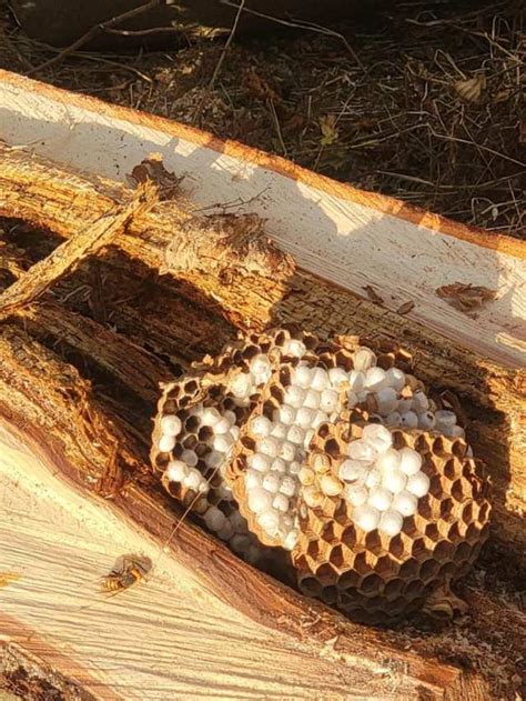 Second Murder Hornet Nest Eliminated In Washington State Third Nest Discovered