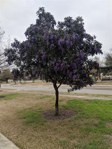 Although highly poisonous, texas mountain laurel (sophora secundiflora) produces such lovely, fragrant flowers that many gardeners find these small trees irresistible. Beautiful Texas Mountain Laurel. Smells like grape koolaid ...