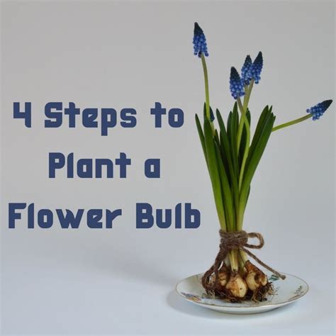 4 Easy Steps To Plant A Flower Bulb Dengarden