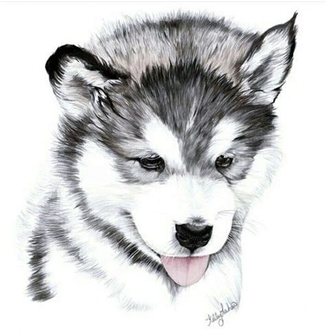 Image De Dog And Animal Husky Drawing Cute Animal Drawings Pencil