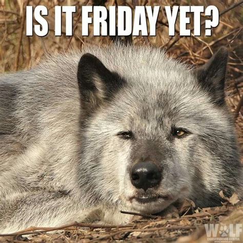 Pin By Dennie Ryals On Wolves And Quotes Funny Wolf Funny Animals