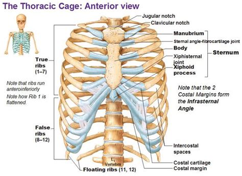 The rib cage is formed by the vertebral column, ribs, and sternum and encompasses the heart and lungs. thoracic cage rib cage ribs true false sternum (With ...