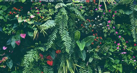 11 Tropical Garden Ideas For The UK | Horticulture.co.uk