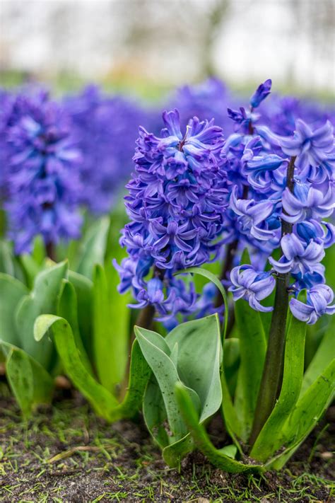 Early Spring Blue Flowers The Best Bulbs And Perennials