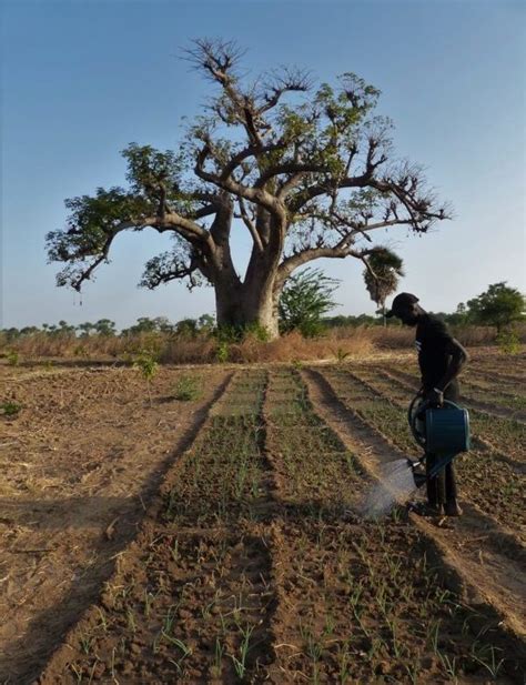 Gora Ndiaye Agriculture Sénégal Askan