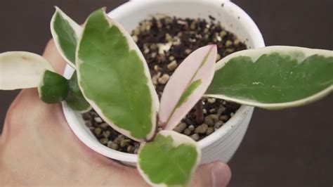 I do advise against rooting hoyas in spaghum moss. How to Hoya Crimson Queen propagation in water and soil ...