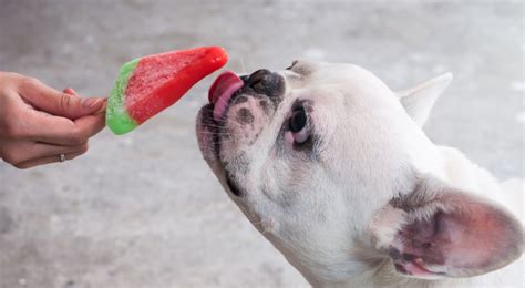 How to cut a watermelon in one minute flat. Can Dogs Have Watermelon — A Healthy Summer Snack For Your Dog
