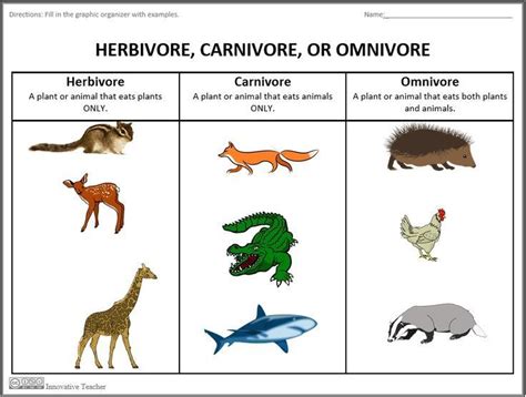 This excludes insects, spiders, fish and there are many different types of herbivores. herbivores carnivores and omnivores - Cerca de Google en ...