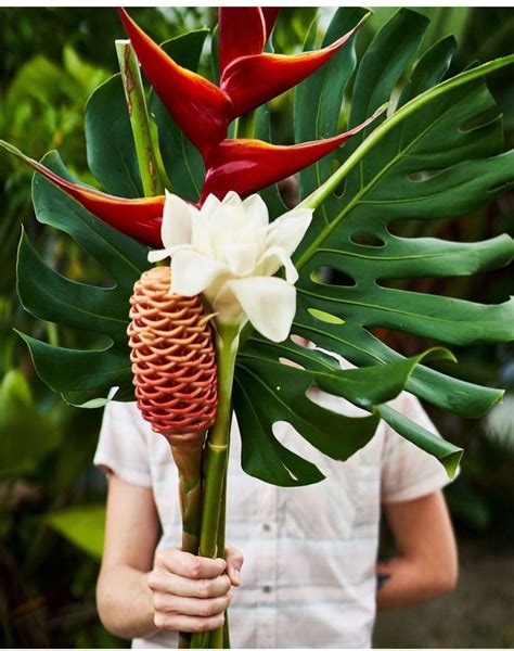 Check spelling or type a new query. Tropical Flowers | Tropical flower arrangements, Tropical ...