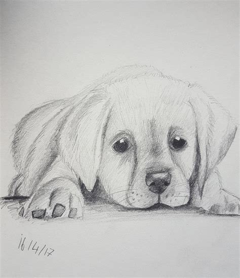 Easy Pencil Drawings Of Animals For Beginners 5 Exercises To Get Better