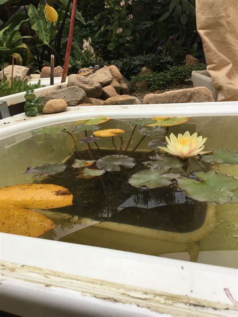 2 bunches of oxygenating or submerged plants. Water lily in a bath tub | Outdoor gardens, Garden bulbs ...
