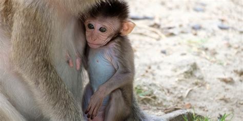 Baby Monkey Born From A Piece Of Frozen Testicle Health And Sports News