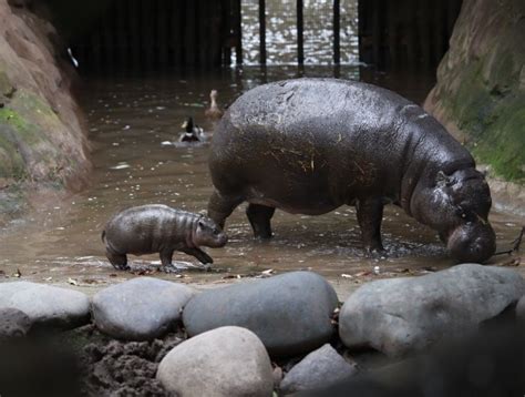 GalerÍa Conoce A La Nueva Cría De Hipopótamo Pigmeo Que Nació En El