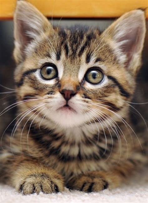 Curious Cat Cats Pinterest