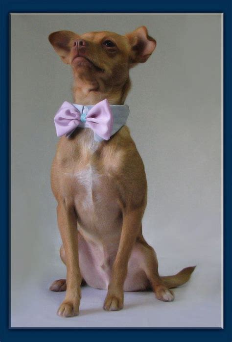 Pet Wedding Custom Color Bow Tie With A Custom Color Shirt Collar For A