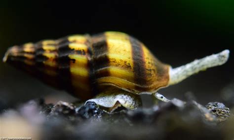 They are too small to chase down and eat larger snails like nerites, apple snails. Bumble Bee snail - Available at FragBox