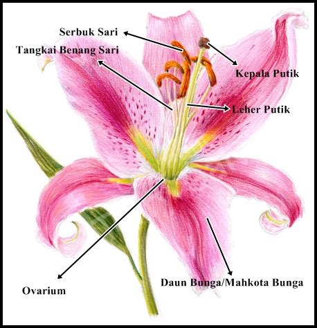 Kumpulan 38 Jenis Daun Tanaman Bunga Lili Yang Wajib Disimak