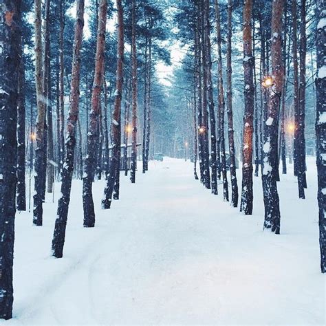 Forest In Canada In The Snow Could There Be A More Magical Scene Blue