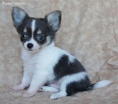 So my question is, how long after a puppy drinks a bunch of water does it take to reach his bladder? Halo's Chihuahuas "Davin" A beautiful blue & tan spotted ...