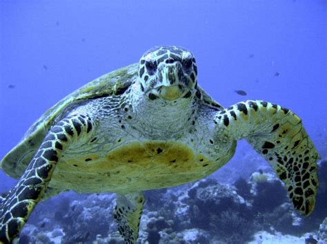 Critically Endangered Hawksbill Sea Turtle Sea Turtle Facts And