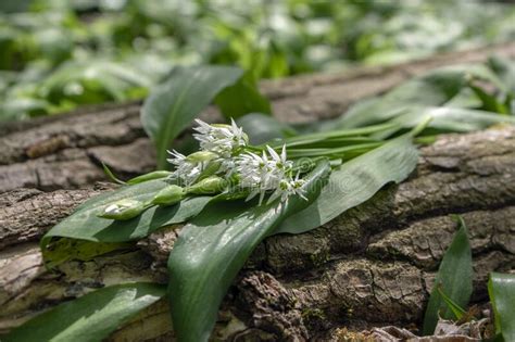 Allium Ursinum Wild Bears Garlic Flowers In Bloom White Rmasons