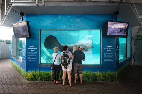 Animal Encounters Experiences Mote Marine Laboratory And Aquarium