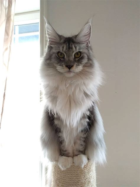 By the age of 5 months (20 weeks), your kitten should weigh between 5 and 6 pounds. 30 Of The Cutest Little Maine Coon Kittens Just Waiting To ...