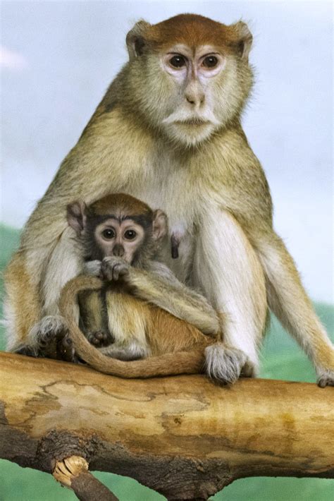 Pata Monkey And Baby Rosamond Ford Zoo Syracuse Ny Created By M