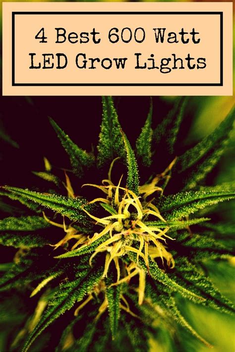 Best Grow Lights Led Or Fluorescent How To Choose An Led Grow Light
