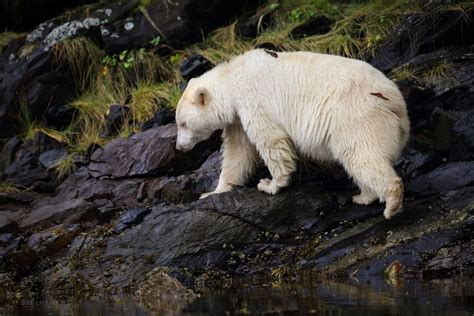 An Extremely Rare White Grizzly Bear Has Been Filmed In The Rocky