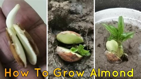 How To Grow Almond Tree From Seed Almond Plant Almond Seeds