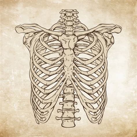 Rib Cage Anatomy Drawing Anatomy Of Ribs Anatomy Drawing Diagram