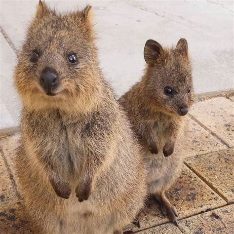 Quokkas are marsupials and macropod family members, just quokkas do not tend to fight with their own over food or mates, and are generally peaceful in their groups. 953 best wombats & quokkas images on Pinterest | Quokka ...