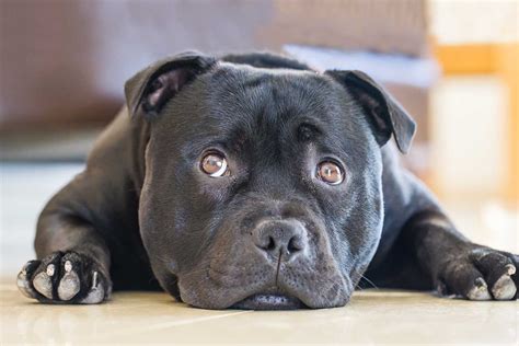 Staffordshire Bull Terrier Dog Breed Everything About Staffies