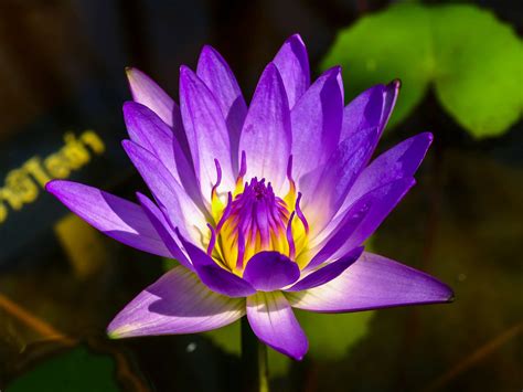 Lotus Flower Free Stock Photo Public Domain Pictures