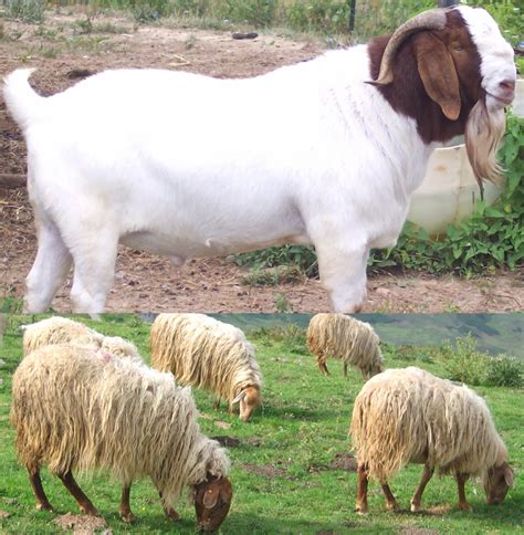 Goat And Sheep Farming Photos