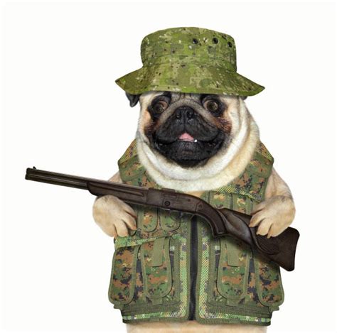 Soldiers And Dogs Stock Photos Pictures And Royalty Free Images Istock
