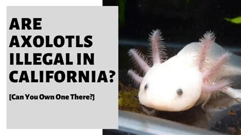 Are Axolotls Illegal In California Can You Own One There
