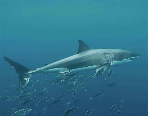 Tauchen Mit Dem Weißen Hai Ein Date Mit Nervenkitzel Reisereporterde