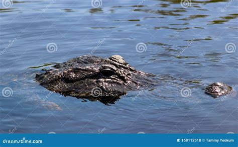 Alligator Swimming In A Florida Everglades Mangrove Swamp Stock Photo